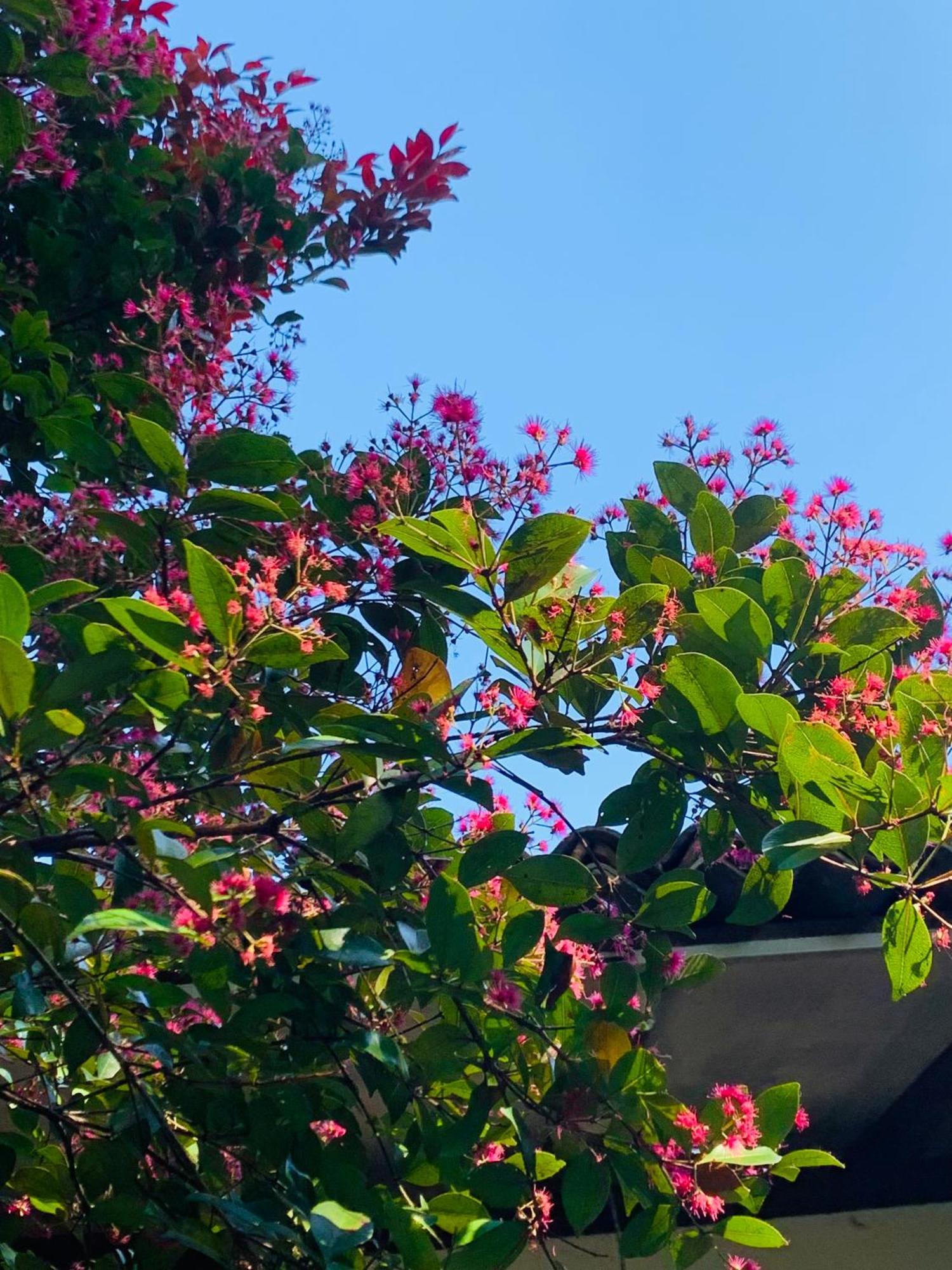 Cinnamon House Hiriketiya ديكويلاّ تين المظهر الخارجي الصورة
